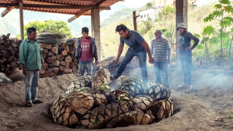 Cinco Sentidos, which represents small distillers focused on tradition, was one of the first uncertified agave brands in the U.S. Photo credit: Evan Sung.