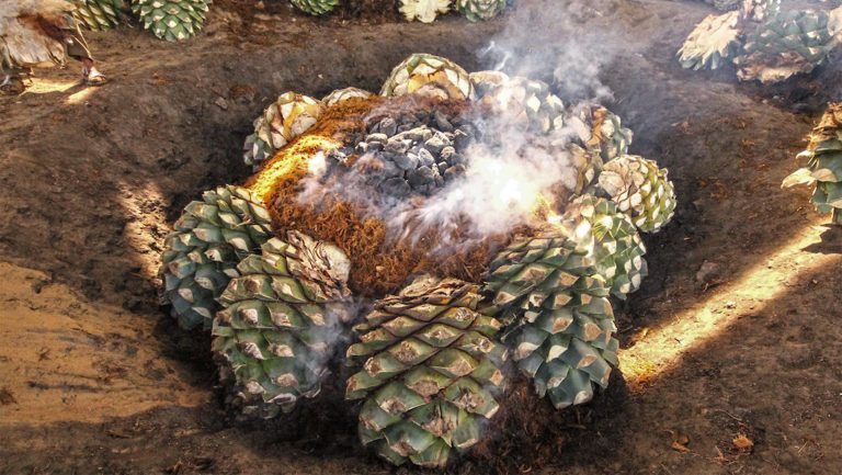 Real Minero only uses agaves grown in the vicinity of the distillery, and just as it has been done for generations, they’re harvested ripe after around a decade of growth and roasted underground. Photo credit: Dr. Matías Domínguez Laso.