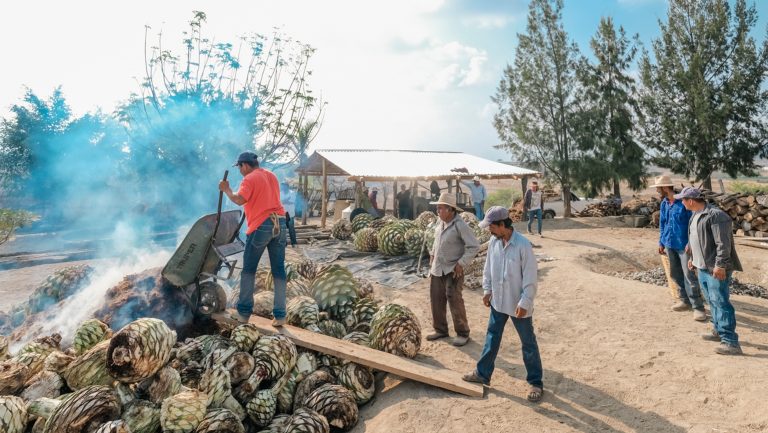 The Ramos family loads agaves into their earthen oven. Photo courtesy of Mal Bien.