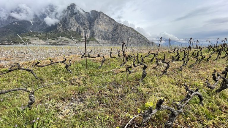 Switzerland produces barely over one million hectoliters of wine per year. Photo courtesy of Daniel Hess.