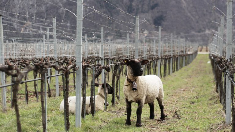 Sheep graze in the vines of Cave Caloz. Photo courtesy of Rosenthal Wine Merchant.