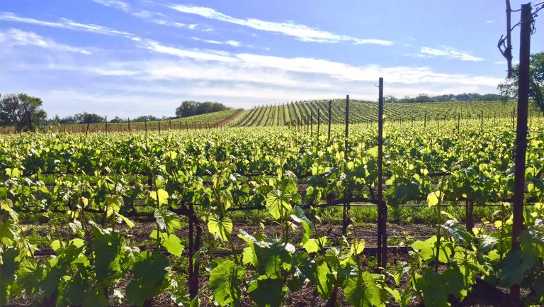 Migration's Running Creek Vineyard in the Russian River Valley. Photo courtesy of Duckhorn.
