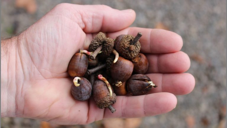 White oak, a hardwood species, produces particularly tasty acorns and ranges over 104 million acres of mixed oak and oak-hickory forest from Maine to Minnesota, Texas to the Florida Panhandle. Photo courtesy of Dave Apsley.