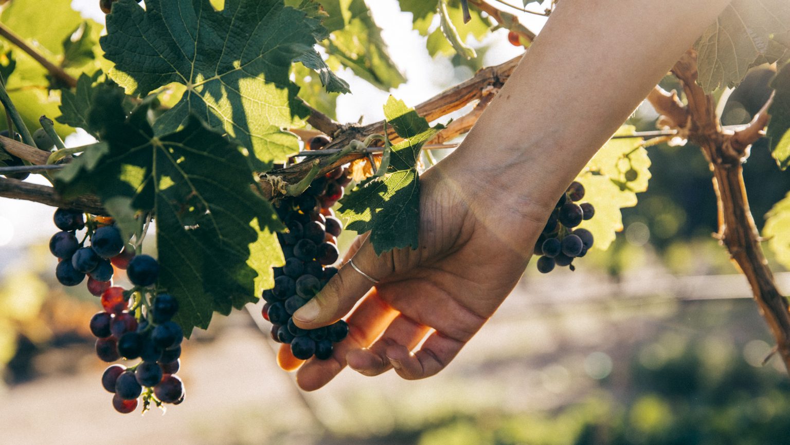 A Case Study in Growing an Emerging Wine State | SevenFifty Daily