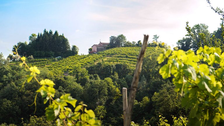 Landscape photograph of Zardetto's vineyards