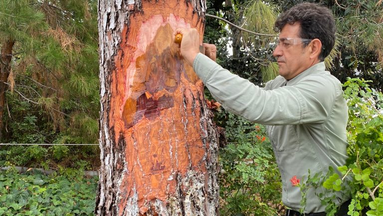 Akif Eskalen, Ph.D., takes samples from a tree