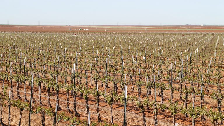 A vast array of vines stretching toward the horizon