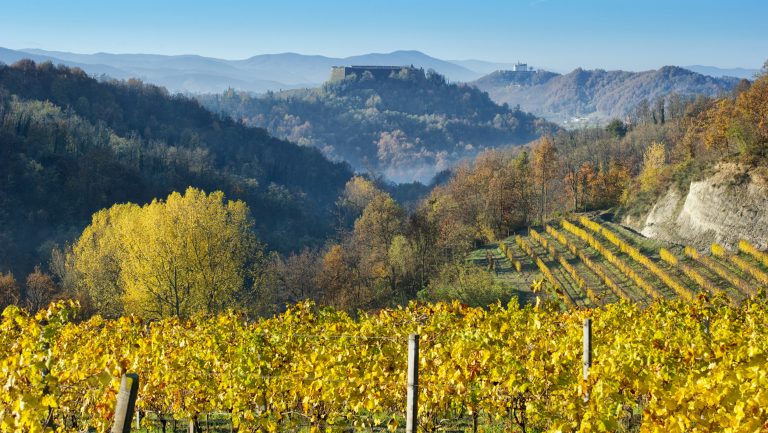 Landscape photograph of Gavi's vineyards