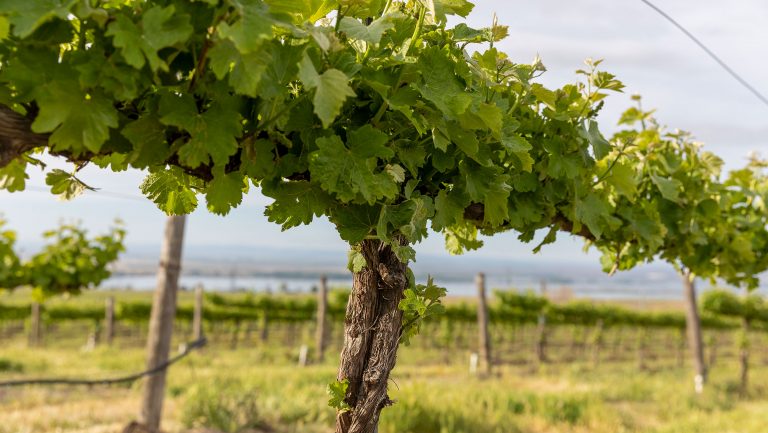 A closeup of a grape vine