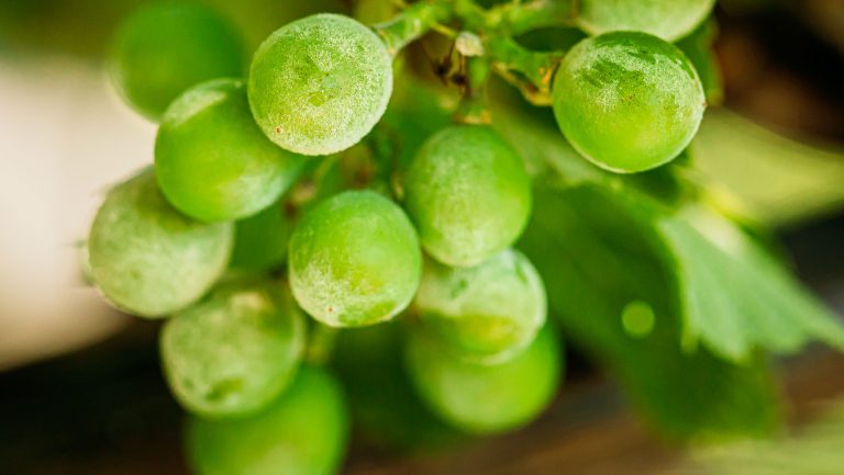 Closeup of a bunch of grapes