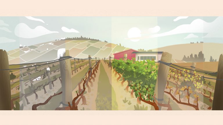 Illustration of a vineyard throughout the seasons