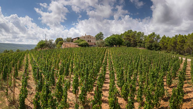 A wide landscape photograph of a Familia Torres vineyard