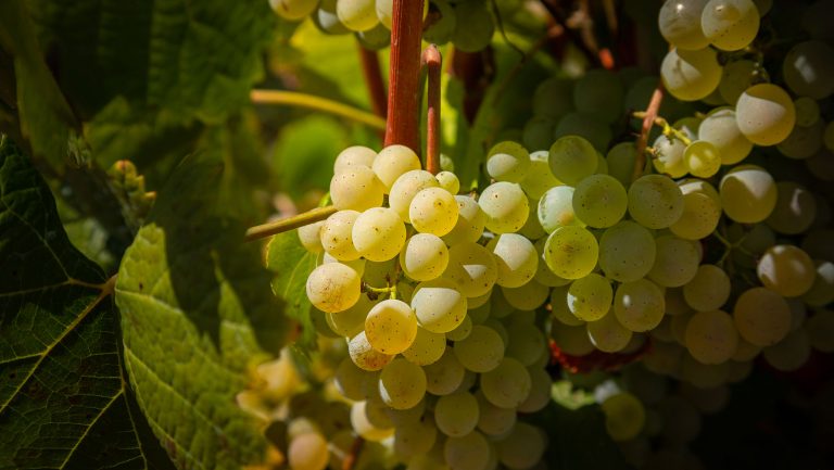 A close up of grapes on the vine