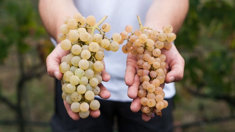 A pair of hands hold 2 different grape varieties