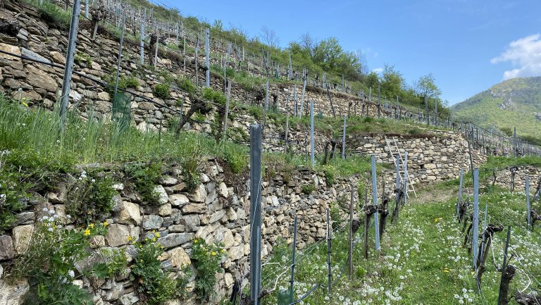 A landscape photograph of Domäne Roland Chan vineyards