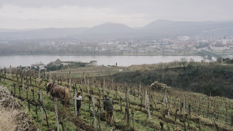 A landscape photograph of a vineyard