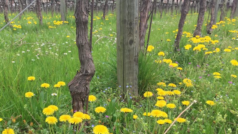 Low to the ground and zoomed in photo of a vineyard