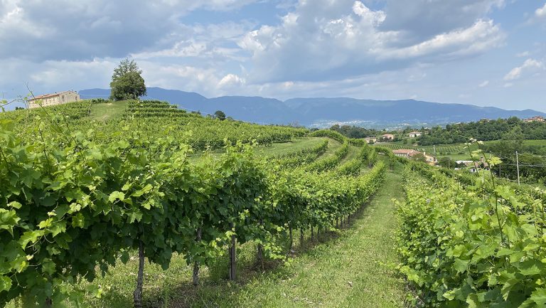 Landscape photograph of a flourishing vineyard