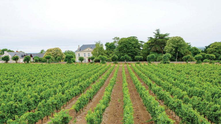 A wide landscape photograph of a vineyard.