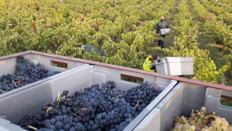 Grapes being collected in a vineyard.