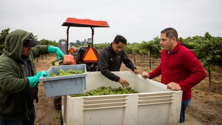 Maayan Koschitzky of Simon Family Estates surveys some grapes in the vineyard