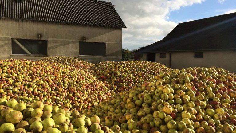 Large volumes of apples await production