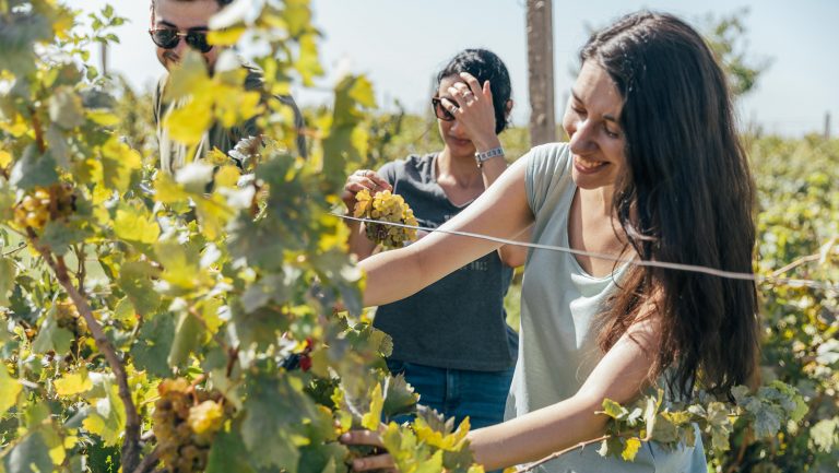 People examine vines in a vineyard