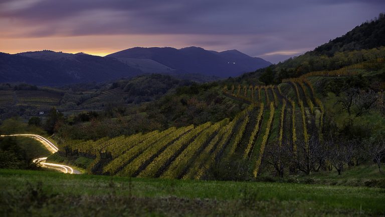 A landscape photo of rolling hills covered in vineyards at dusk