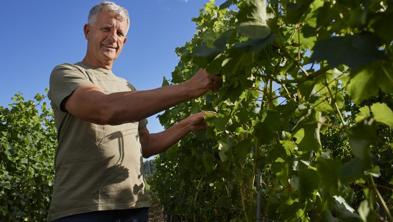 A man checks vines in a vineyard