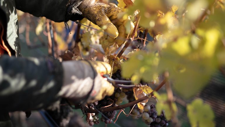 A close up of someone trimming grape vines