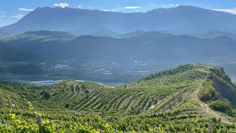 An aerial landscape photo of an Albanian vineyard