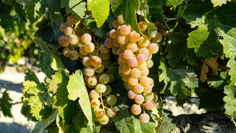 Palamino grapes on the vine