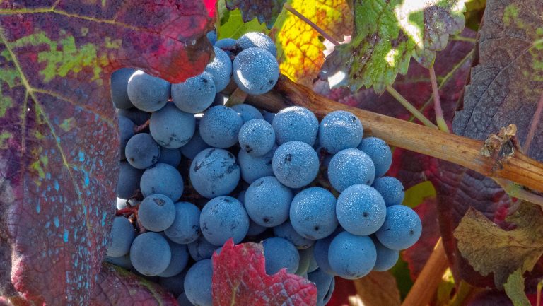 Close up of Mencía grapes
