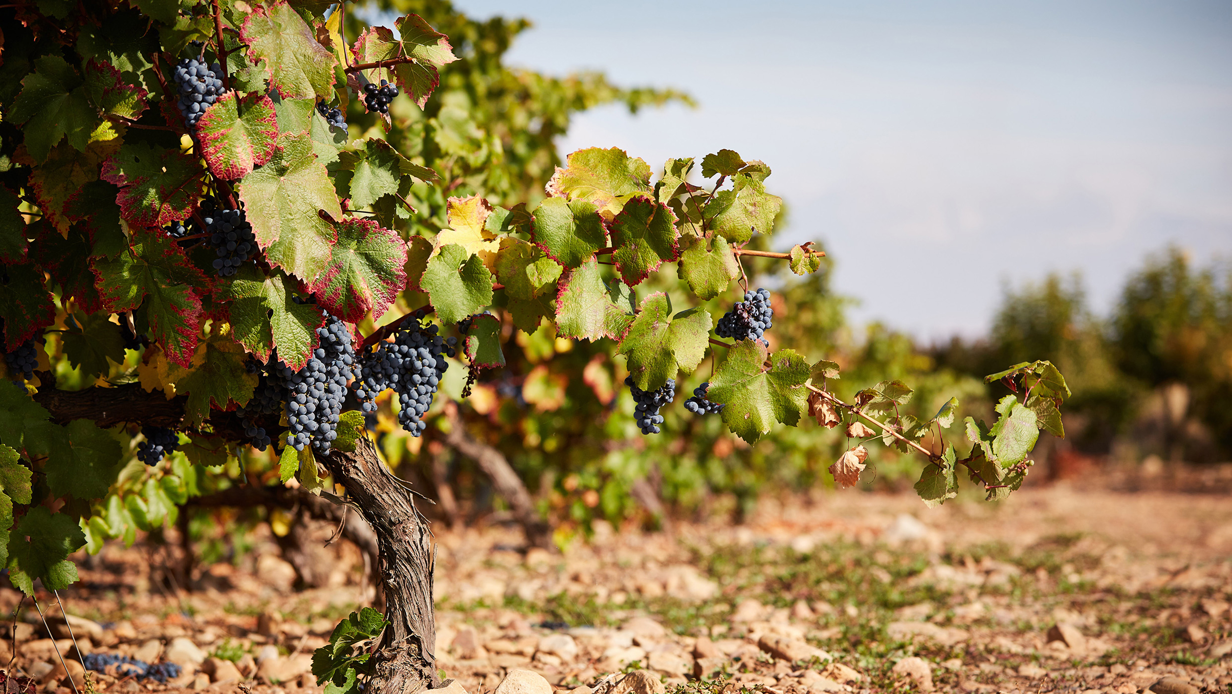 Low angle of vineyard grapes