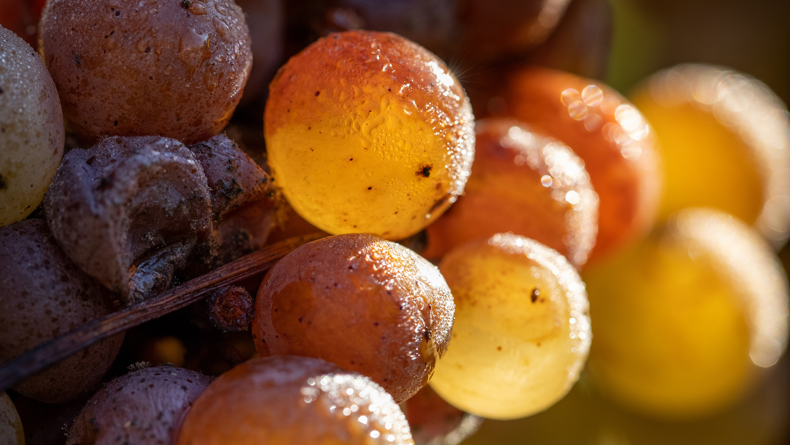 A close up of Sauternes grapes