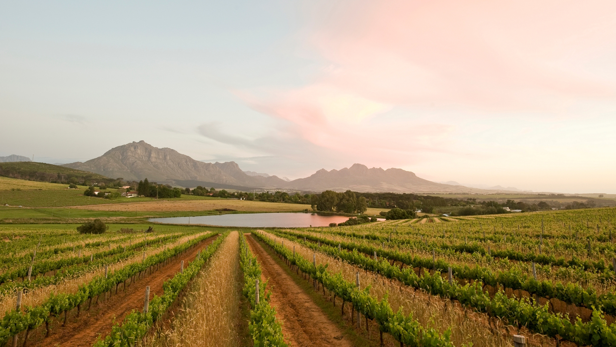A South African vineyard at dusk, overlooking a pond
