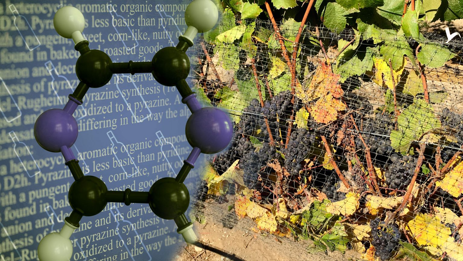 Methoxypyrazines are present in the well-known Bordeaux family of grapes, but viticulture and vinification impact pyrazine levels in finished wines. Photos by Adobe Stock and Alex Russan.