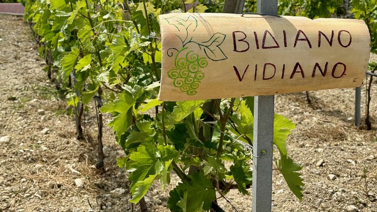 A labeled row of vines in a vineyard