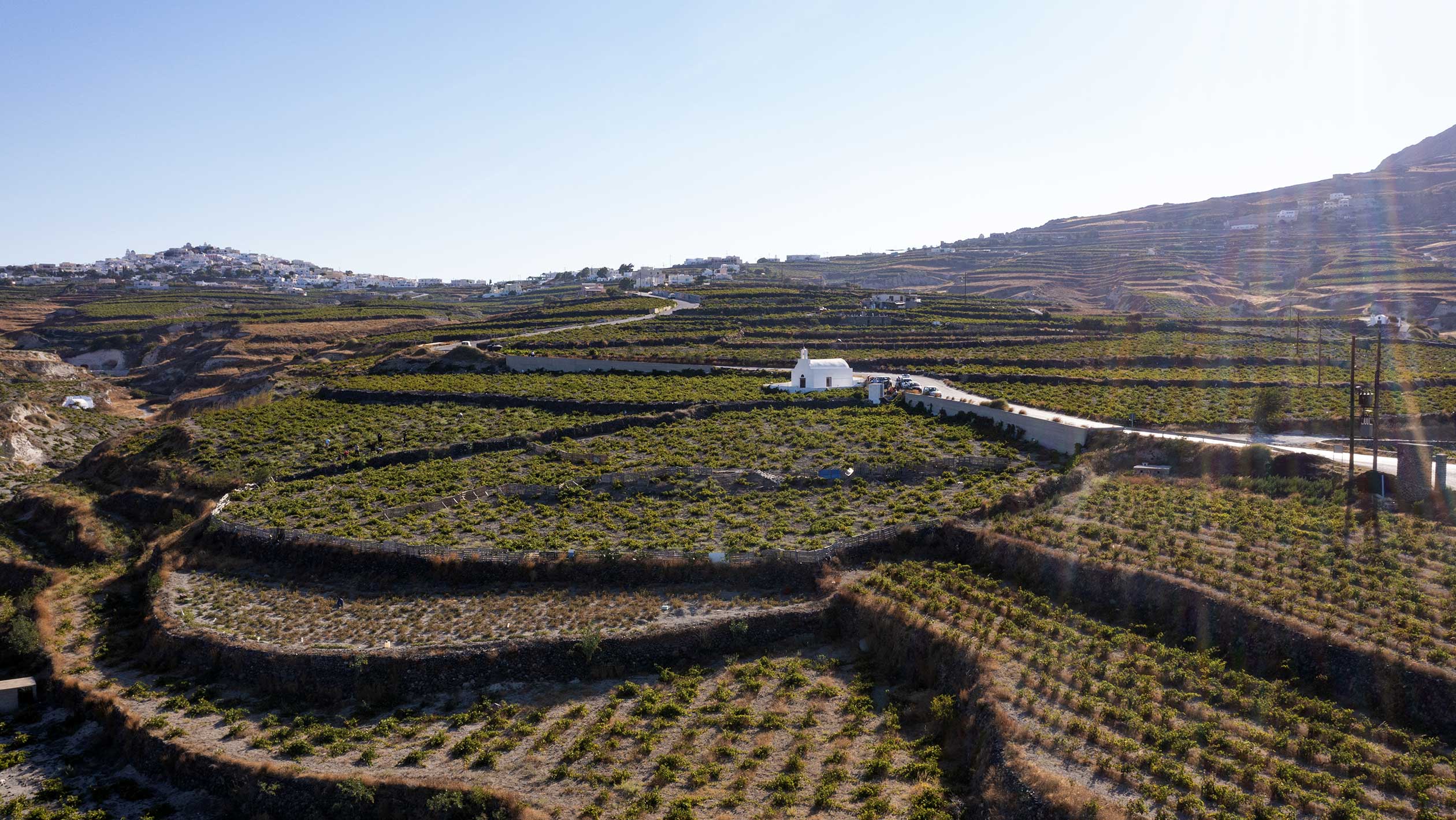 Wide landscape shot of Santorini vineyard