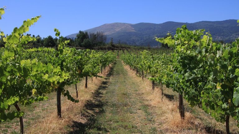 Photograph of vineyards in Monção e Melgaço with a mountain range in the background