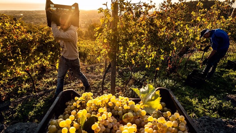 Golden hour lit photo of someone harvesting grapes in Mt. Etna