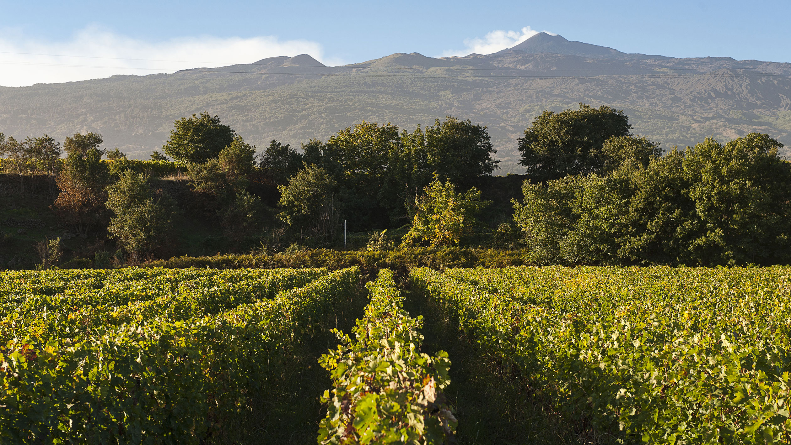 Landscape photo of an Etna vineyard, mountains in the background