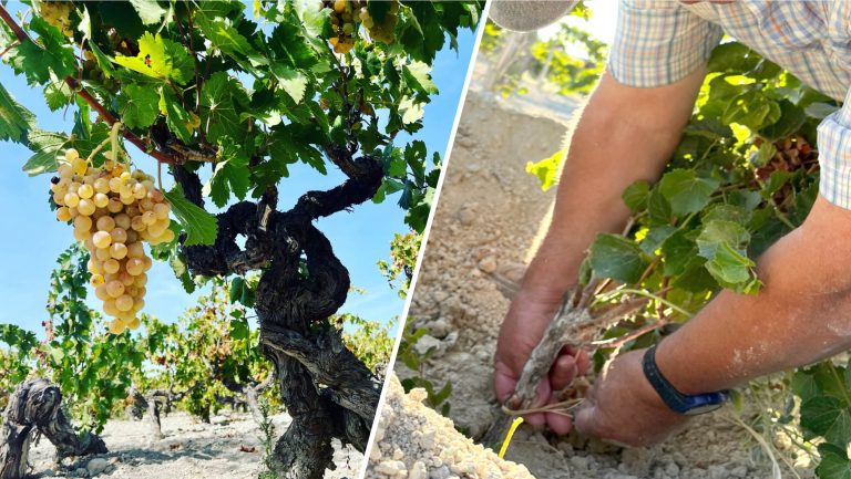 A close up of a cluster of grapes hanging from the vine next to a picture of someone planting new roots into the ground