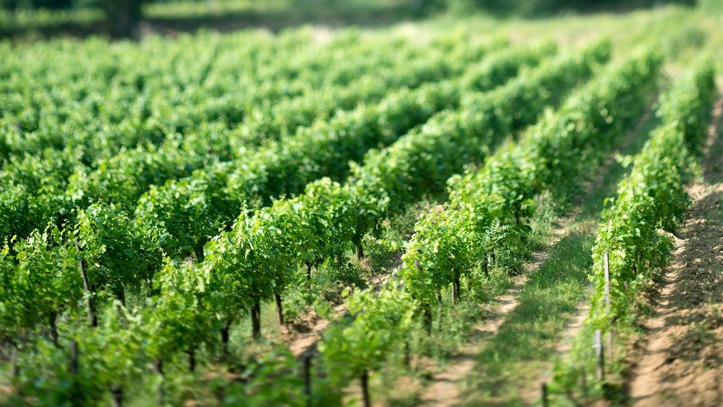 A lush and uniform vineyard