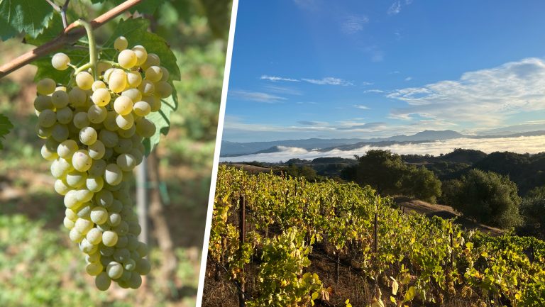 A close up of some falanghina grapes next to a landscape photograph of falanghina vineyards.
