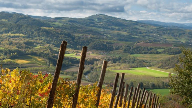 A landscape photograph of an Italian vineyard