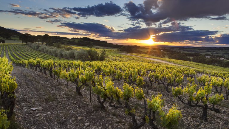 A landscape photograph of a Rhône Valley Vineyard