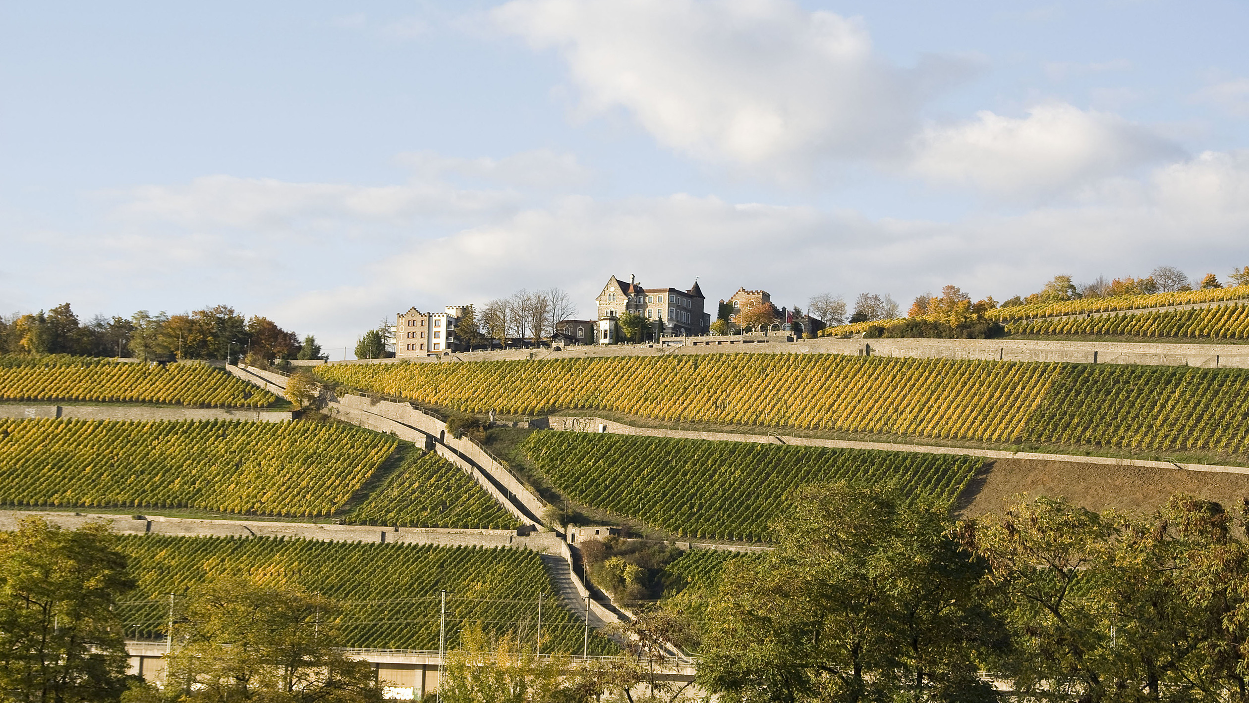 In some pockets of Franken, which is home to a wealth of old Silvaner vineyards, vintners are finding distinctive color mutations of the variety.