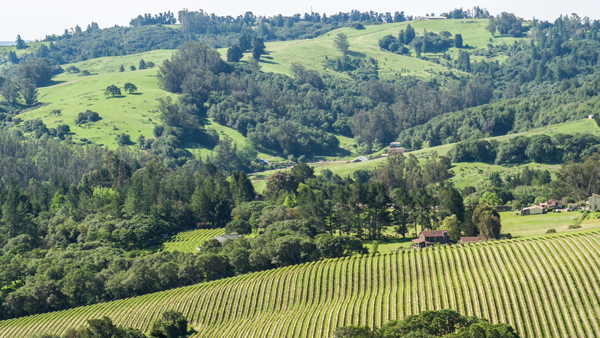 An aerial shot of Balletto winery’s Cider Ridge vineyard, located in the Sebastopol Hills. Sunny, blue skies, surrounded by greenary.