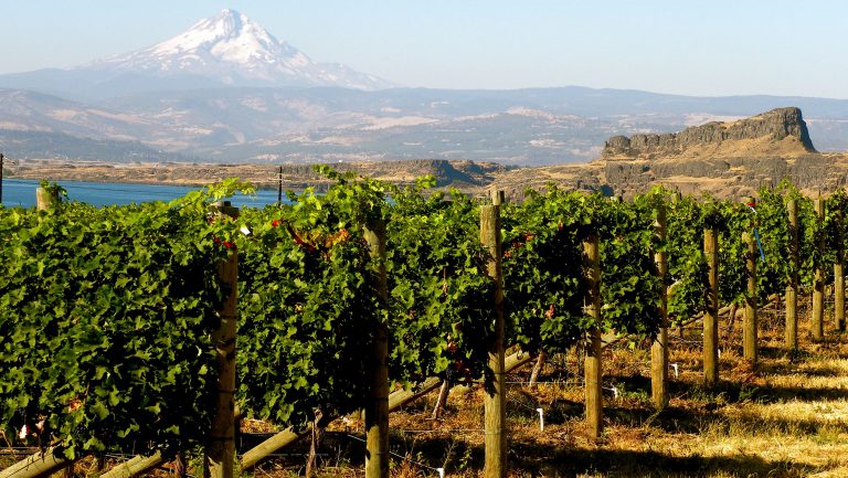 A photograph of vines at the Cascade Cliffs Vineyard and Winery in Columbia Hills.